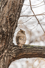 Long-eared owl (Asio otus), looking forward with wide opened eyes