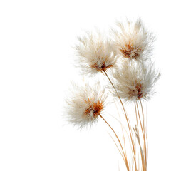 Obraz premium Close up of fluffy white pampas grass.