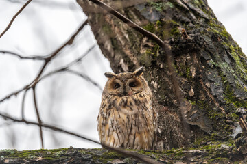 Long-eared owl (Asio otus), looking forward with wide opened eyes
