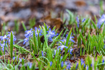 Siberian squill, wood squill, Scilla siberica meadow plant with blue blossom in grass. Spring...
