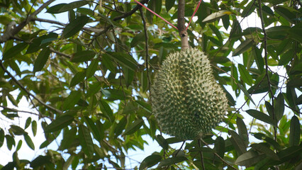 Close-up of fresh durian fruit