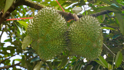 Close-up of fresh durian fruit