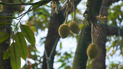 Close-up of fresh durian fruit