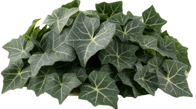 Detailed Close-up of Lush Green Ivy Leaves with a PNG transparent background