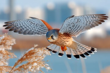 Majestic Bird of Prey in Mid-Flight Over a Serene Landscape, Showcasing Exquisite Feathers and Graceful Movement Against a Soft Background