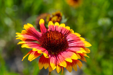 Close-up of orange-colored Black-eyed Susan (Gaillardia pulchella) flowers in early summer