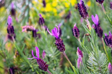 lavender flowers in the garden