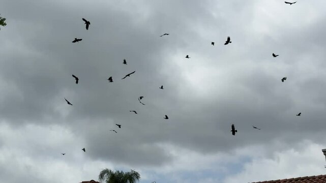 Flock of Crows flying and squawking , flock of birds