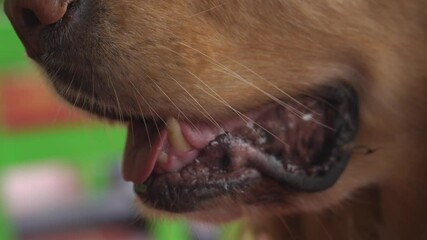 Close-up of a panting Golden Retriever's muzzle