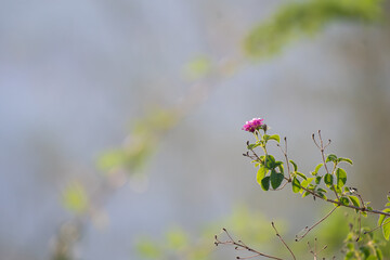 Vibrantly colored pink and purple blossoms stand out against a textured deep green background.