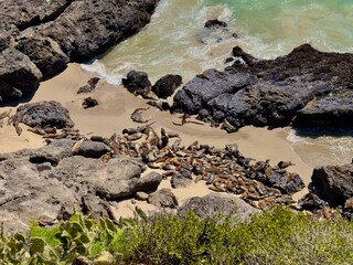 aerial view of the sea with sea lions swimming