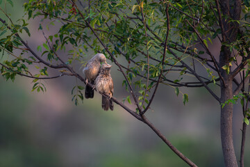 Two adorable babbler birds perched closely together on a tree branch, showcasing a tender moment in nature. The soft focus background highlights there connection and the lush green environment. 