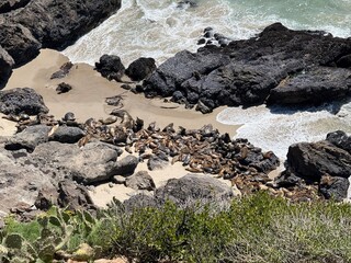 Fototapeta premium aerial view of the sea with sea lions swimming