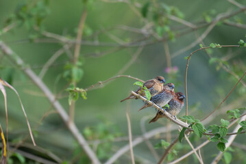 A small vibrant three Scaly breasted Munia perched gracefully on a leafy branch, against a soft , blurred green background.