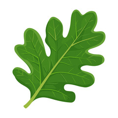 Green rounded oak leaf illustration vegetable botanical vector