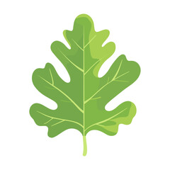 Fototapeta premium Green rounded oak leaf illustration vegetable botanical vector