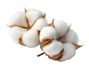 Cotton bolls isolated on transparent background