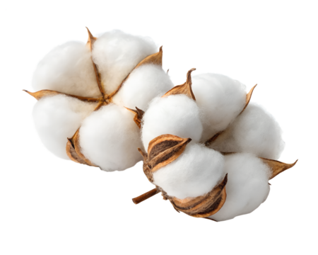 Cotton bolls isolated on transparent background