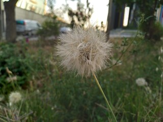 Dandelion in a polluted urban environment