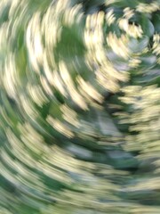 Euonymus japonicus - evergreen spindle or Japanese spindle