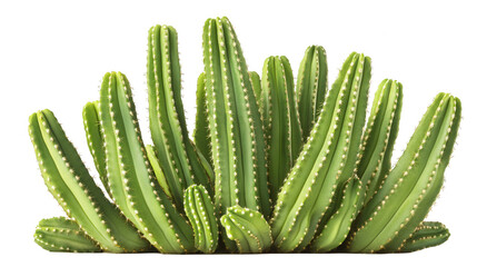 Close-up of a Green Cactus with a PNG transparent background