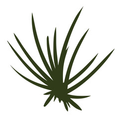 Flat spiky desert plant with sharp dark green leaves, suitable for survival landscapes, wild desert foliage, or natural scene elements.
