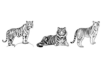 Tigers - wild animals, vector design of tigers isolated on white background
