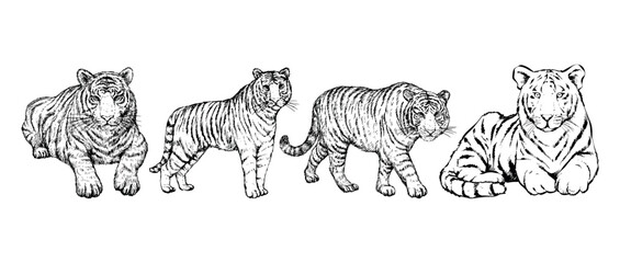 Tigers - wild animals, vector design of tigers isolated on white background