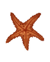 Starfish on a White Background Captivating Marine Life Composition and Display