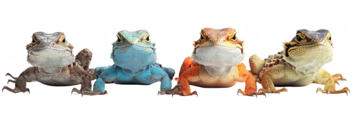 Four colorful bearded dragons in gray, blue, orange, and yellow hues are lined up, showcasing their textured scales and alert expressions. Png, Transparent background.