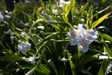 日本、大阪市、靱公園、観光スポット、花、植物、綠色、都市公園、総合公園、風景、写真素材