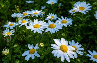 Obraz premium 日本、大阪市、靱公園、観光スポット、花、植物、綠色、都市公園、総合公園、風景、写真素材