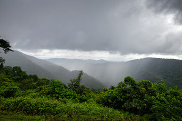 A serene scene of rainfall in a lush tropical rainforest in Thailand.The vibrant green foliage glistens with moisture, capturing the natural beauty and biodiversity of Asia's monsoon forests.