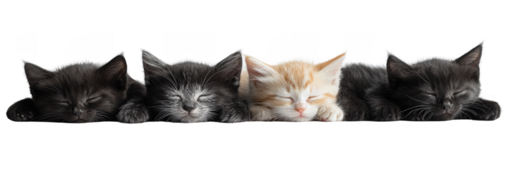 Four kittens sleeping side by side with eyes closed, showing a peaceful and cozy moment. Png, Transparent background.