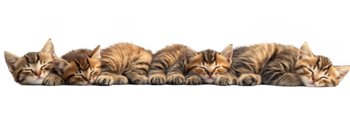 Five tabby kittens are sleeping side by side, all lying down with eyes closed and ears upright. Png, Transparent background.