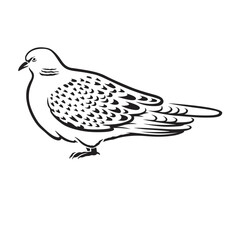 turtle dove vector illustrations. 