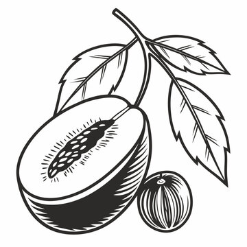 barbadine with leaves
