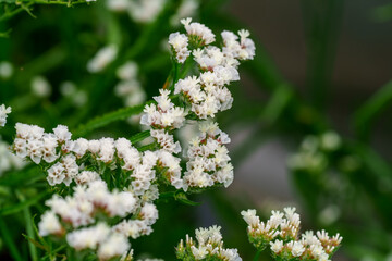Close-up photo of white Statice (Sea lavender) flowers blooming in early summer