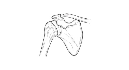 Obraz premium Shoulder Joint Anatomy Drawing
