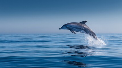 Fototapeta premium A dolphin leaps out of the blue ocean water against a clear sky, creating a splash