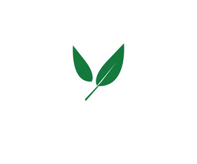 Fototapeta premium green plant isolated on white background