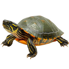 Obraz premium A close-up image of a turtle with detailed green and yellow patterned shell and limbs, showcasing its textured skin and distinct markings. Png, Transparent background.