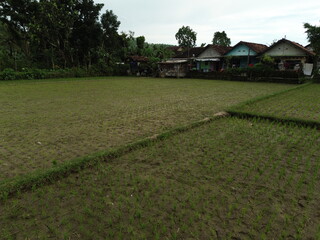 Rural Village Houses Surrounded by Lush Paddy Fields and Green Nature