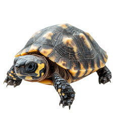 Obraz premium A tortoise with a distinctive shell pattern, showcasing vibrant yellow and black colors, highlighting its unique features. Png, Transparent background.