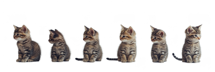 A row of playful kittens showcasing various poses, featuring their distinctive fur patterns and curious expressions. Png, Transparent background.