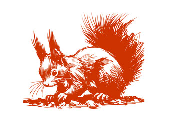 Red squirrel hand drawn sketch vector illustration © Shutoda