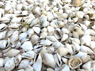 A pile of white shells on the ground.