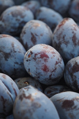 Freshly harvested plums ready for market sale in autumn