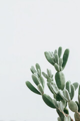 minimalist photograph of single cactus on clean light background