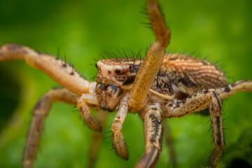 Macrophotography of a Crab Spider with green natural background.